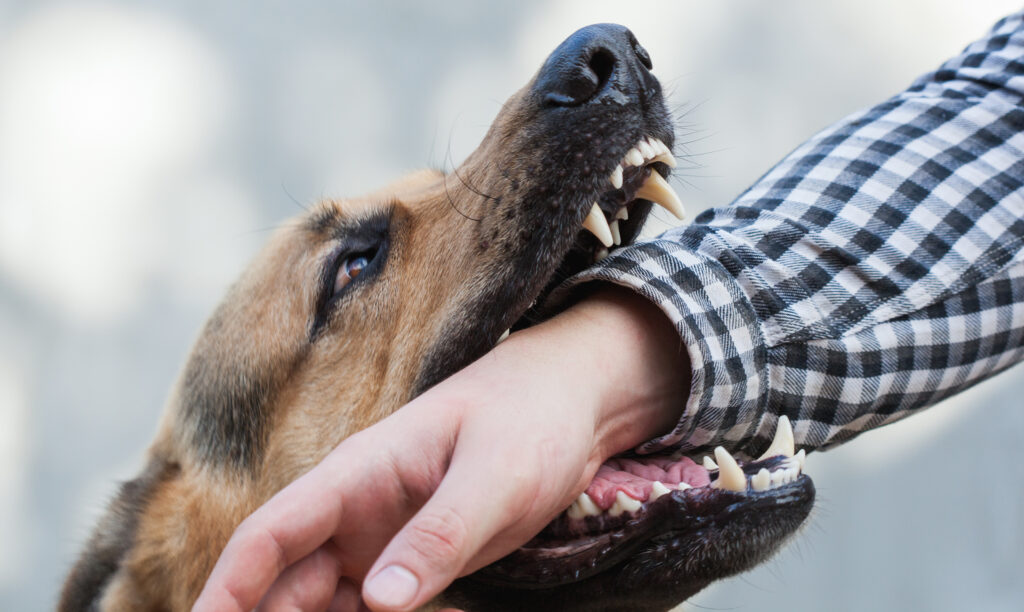 Dog Bite in Olathe