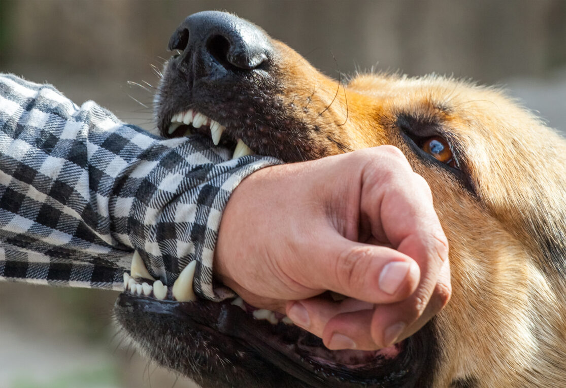 "Dog Bite in Olathe