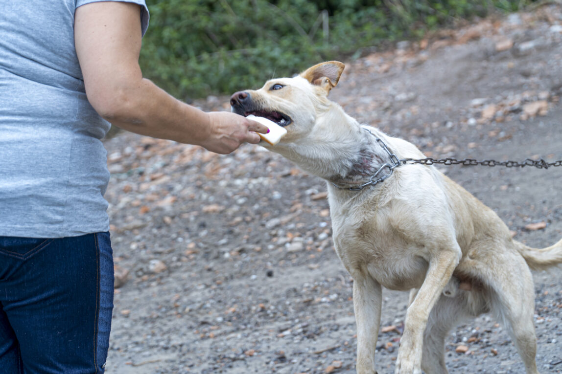 Florida Dog Bite Laws: Step-by-Step Guide to Filing a Claim