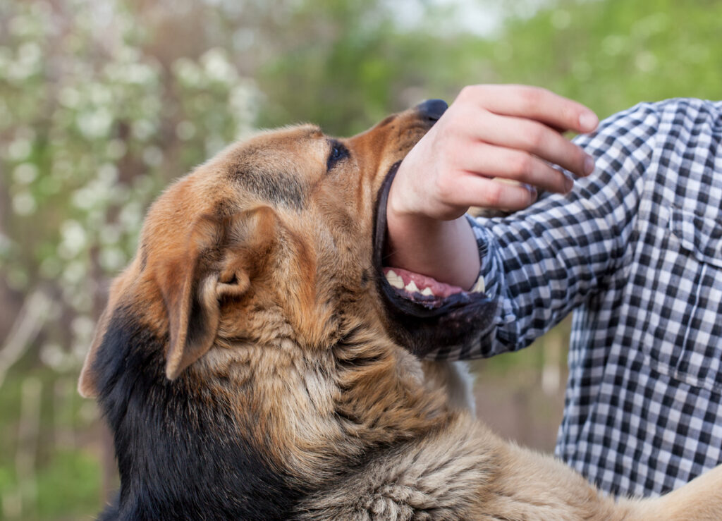 Understanding Floridaโs Dog Bite Laws Understanding Floridaโs Dog Bite Laws
