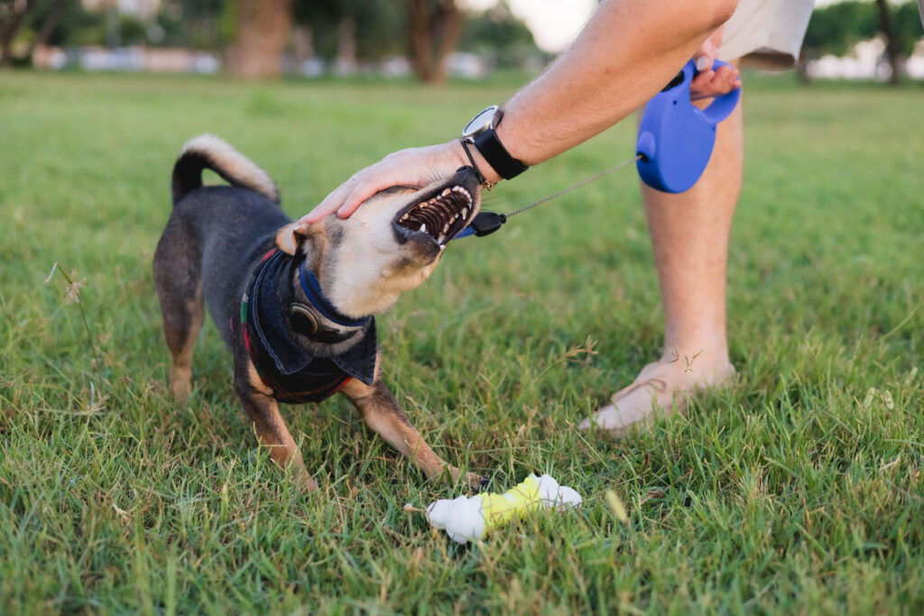 Understanding Floridaโs Dog Bite Laws and Child Safety Understanding Floridaโs Dog Bite Laws and Child Safety